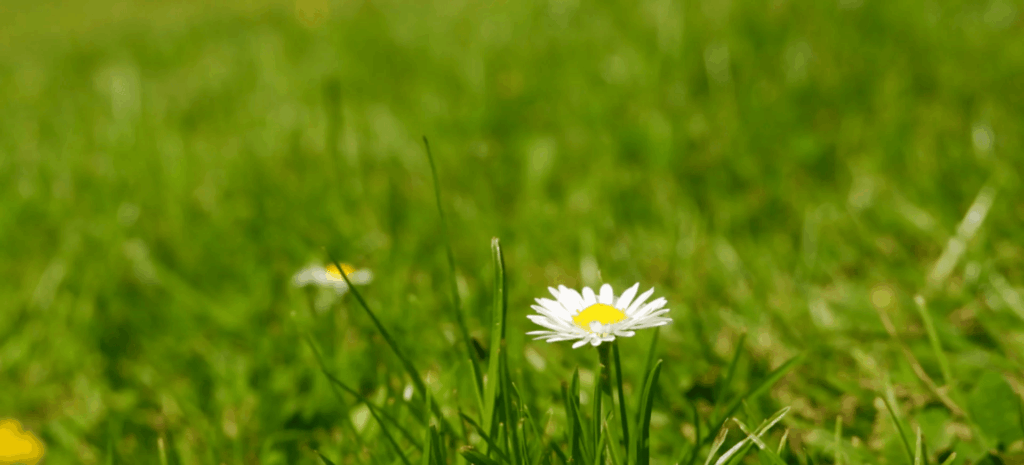 A daisy growing in a field